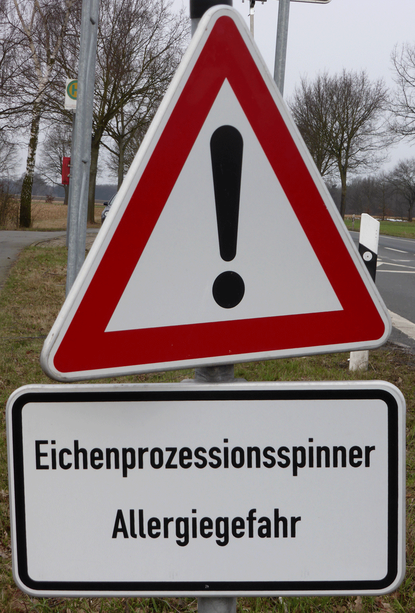 Eichenprozessionsspinner